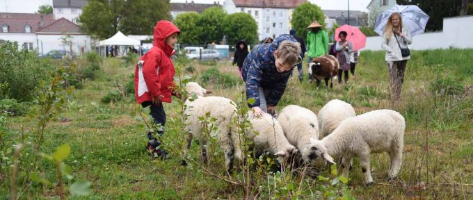 Jardins Neppert : même les moutons s’en mêlent !