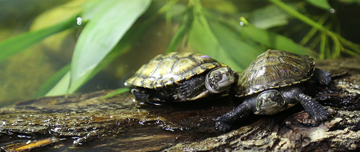 Les tortues cistudes d’Europe du zoo, dans le grand bain | M+ Mulhouse