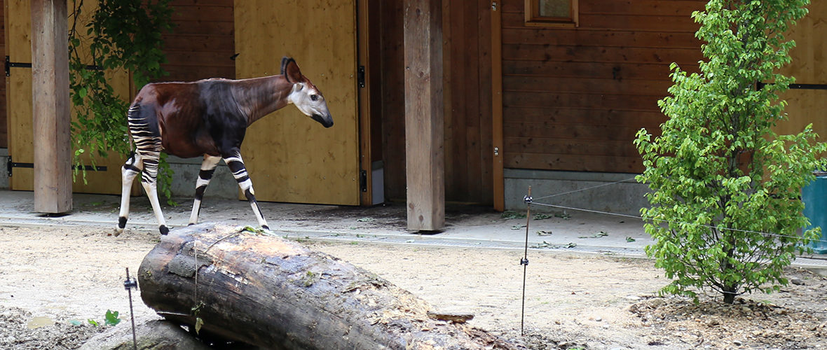 [VIDEO] Deux okapis au Zoo de Mulhouse | M+ Mulhouse