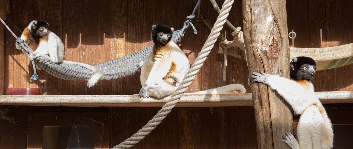 Zoo de Mulhouse : priorité au bien-être animal et à la conservation | M+ Mulhouse