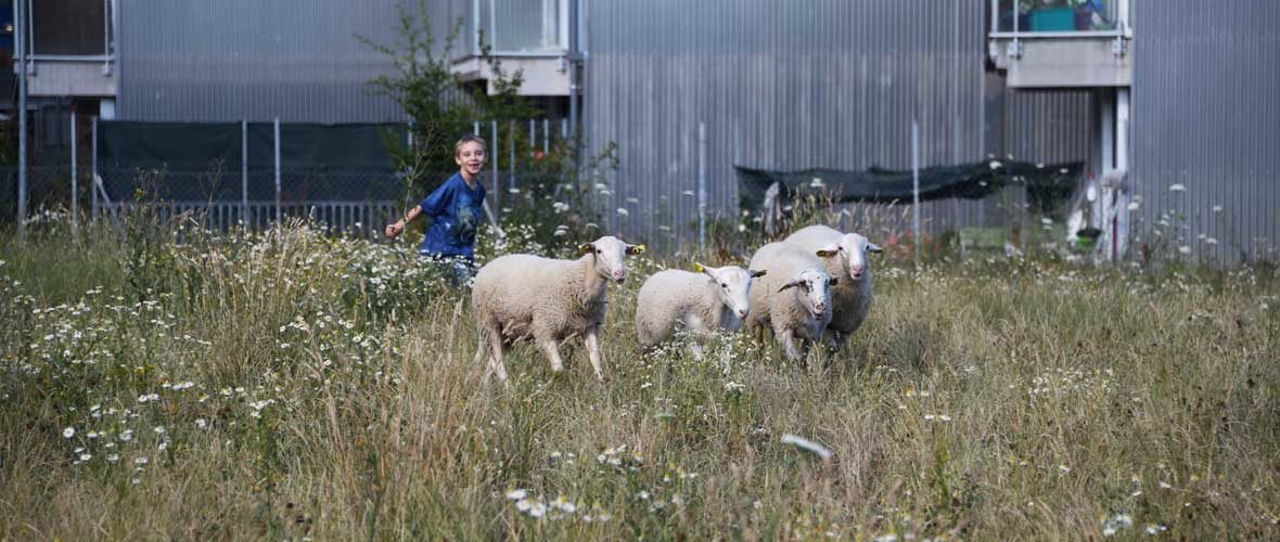 Quartier Neppert : « Mamie, il y a même des moutons ! »  | M+ Mulhouse