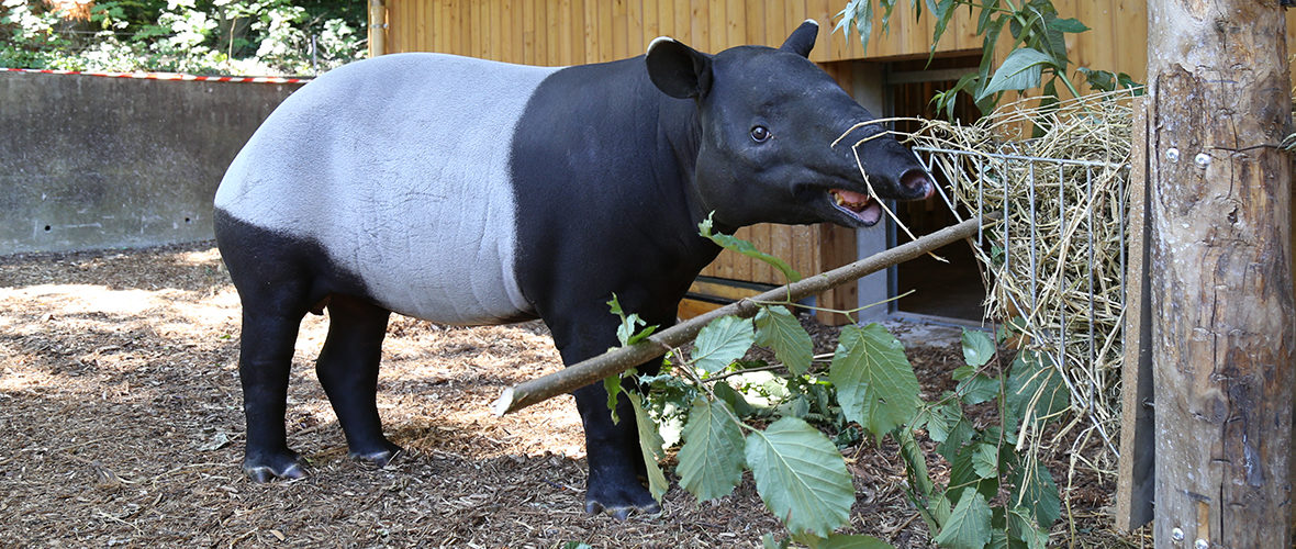 Les tapirs malais et les macaques à crête font leur entrée au Zoo de Mulhouse | M+ Mulhouse