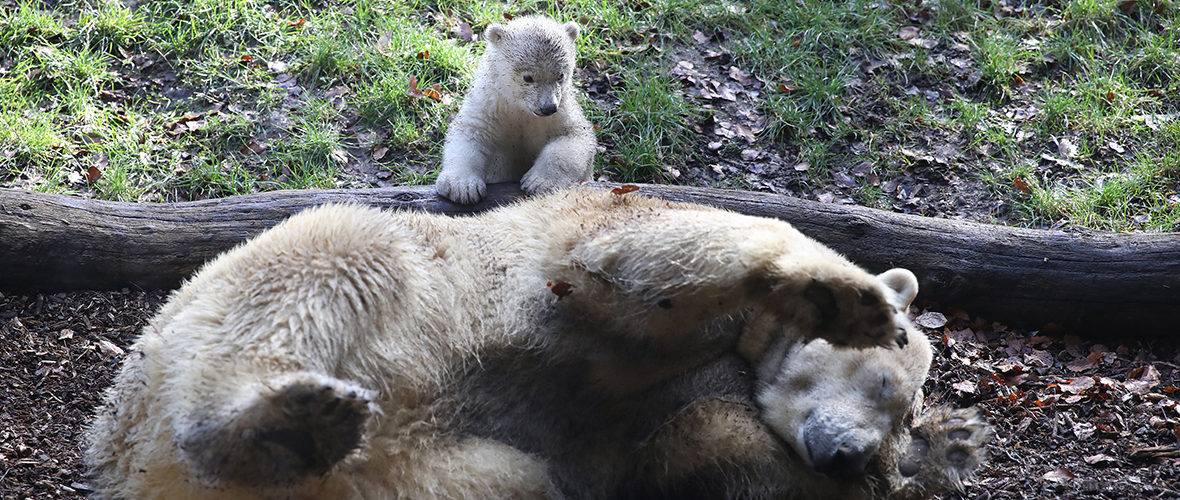 Zoo de Mulhouse : l’oursonne Kara a fait ses premiers pas | M+ Mulhouse