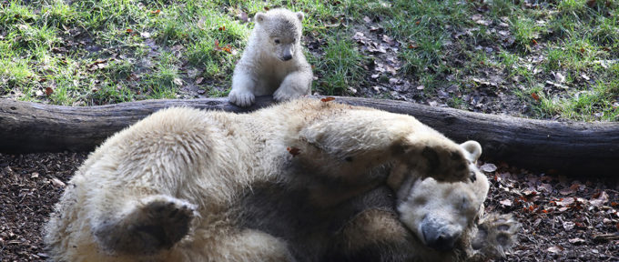 Zoo de Mulhouse : l’oursonne Kara a fait ses premiers pas