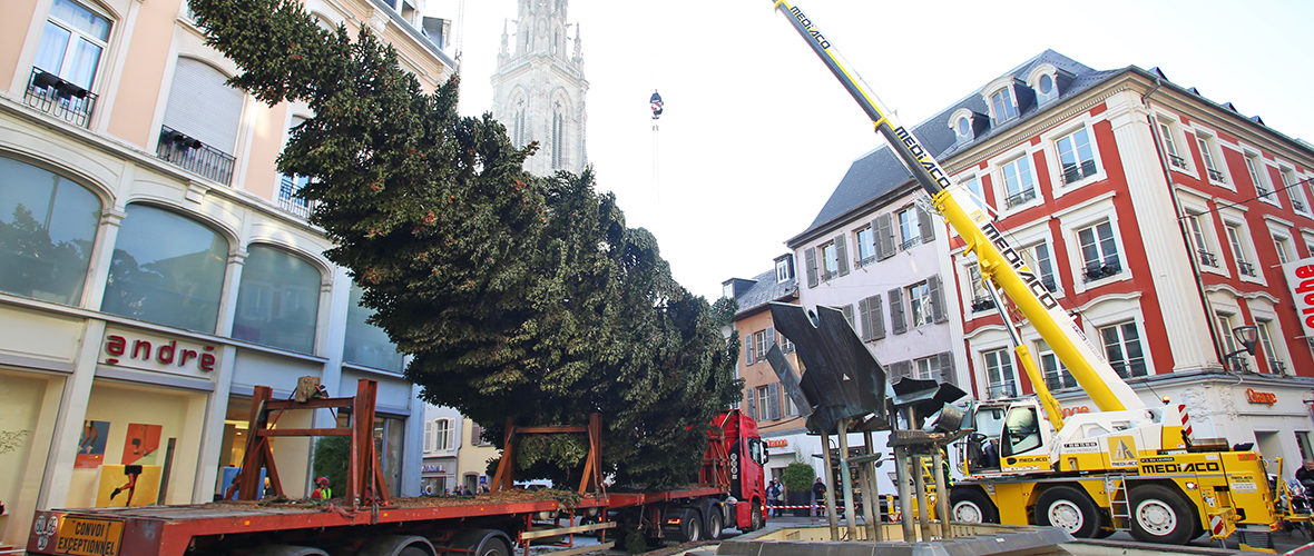 La Ville de Mulhouse à la recherche du grand sapin de Noël | M+ Mulhouse