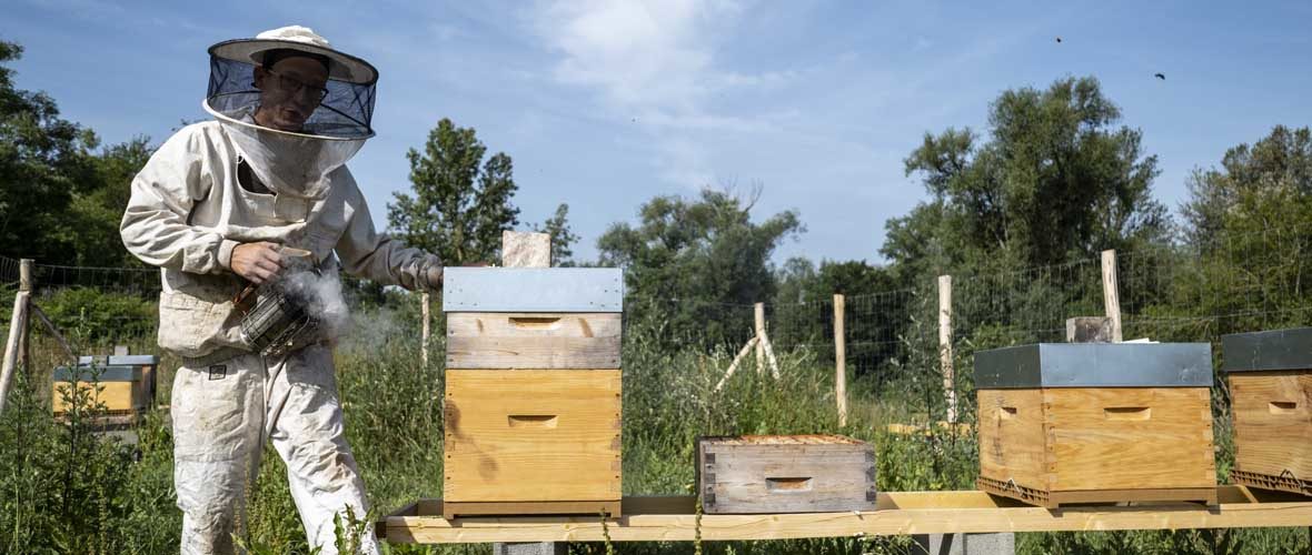 Promenade de la Doller : des ruches et bientôt du miel « Mulhouse Diagonales » | M+ Mulhouse