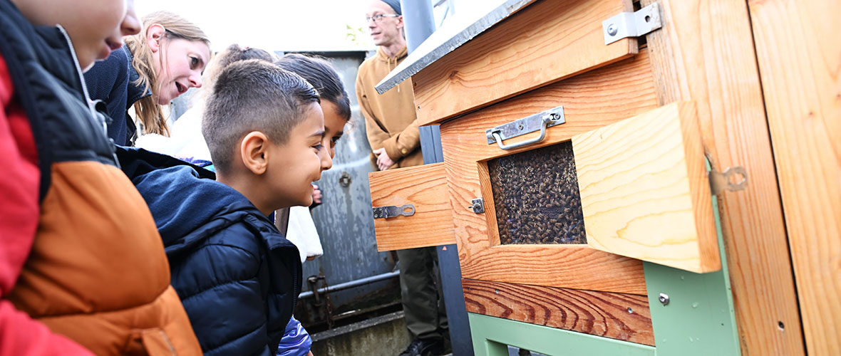 Une ruche pédagogique pour sensibiliser les enfants à la biodiversité | M+ Mulhouse